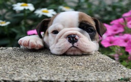 English Bulldog dogs for sale: Wendy - Image 3