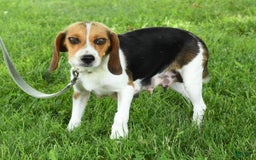 Beabull dogs for sale: Winston - Image 10
