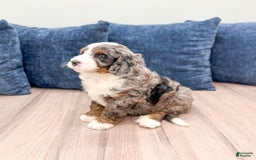 Mini Bernedoodle dogs for sale: Ollie - Image 3
