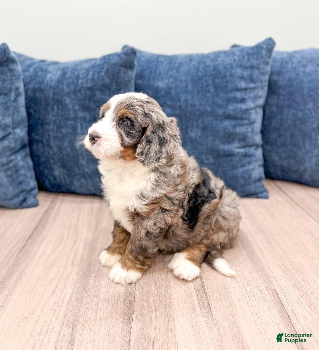 Mini Bernedoodle dogs for sale: Ollie - Image 3