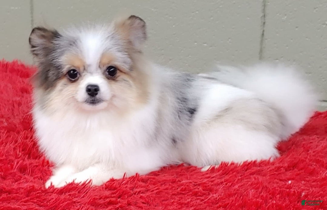 Pomeranian dogs for sale: Sparkle - Image 10