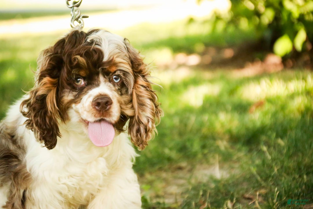 Cocker Spaniel dogs for sale: Beckham - Image 27