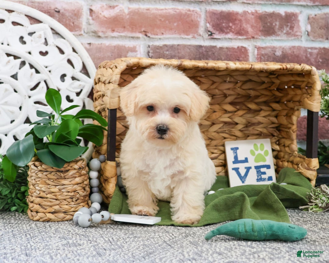 West Highland Terrier dogs for sale: Digger - Image 1