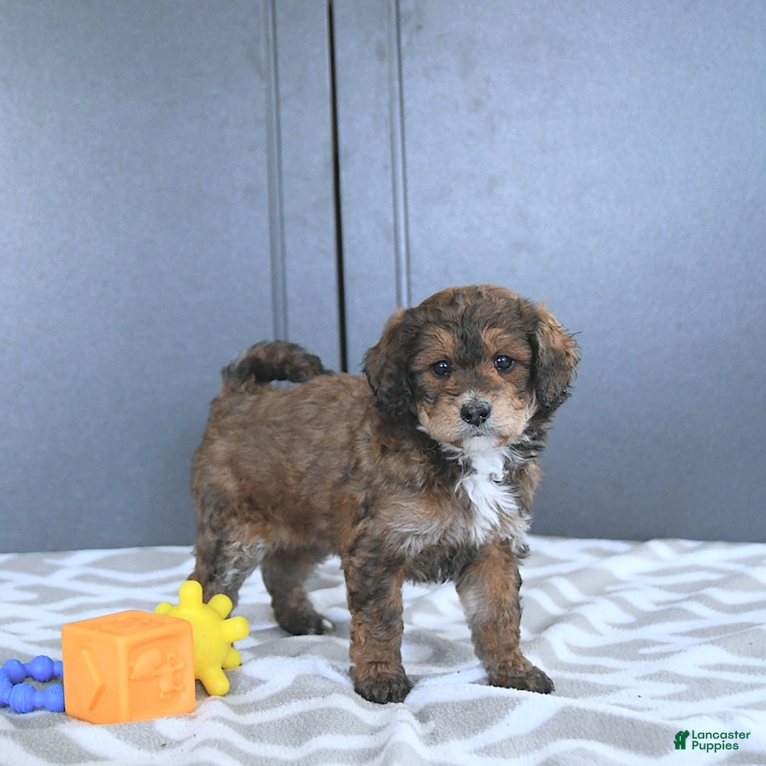Mini Bernedoodle dogs for sale: Khloe - Image 2