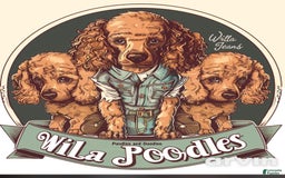 Goldendoodle dogs for sale: Lillies Litter - Image 9