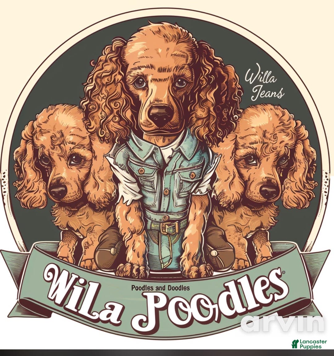 Goldendoodle dogs for sale: Lillies Litter - Image 9