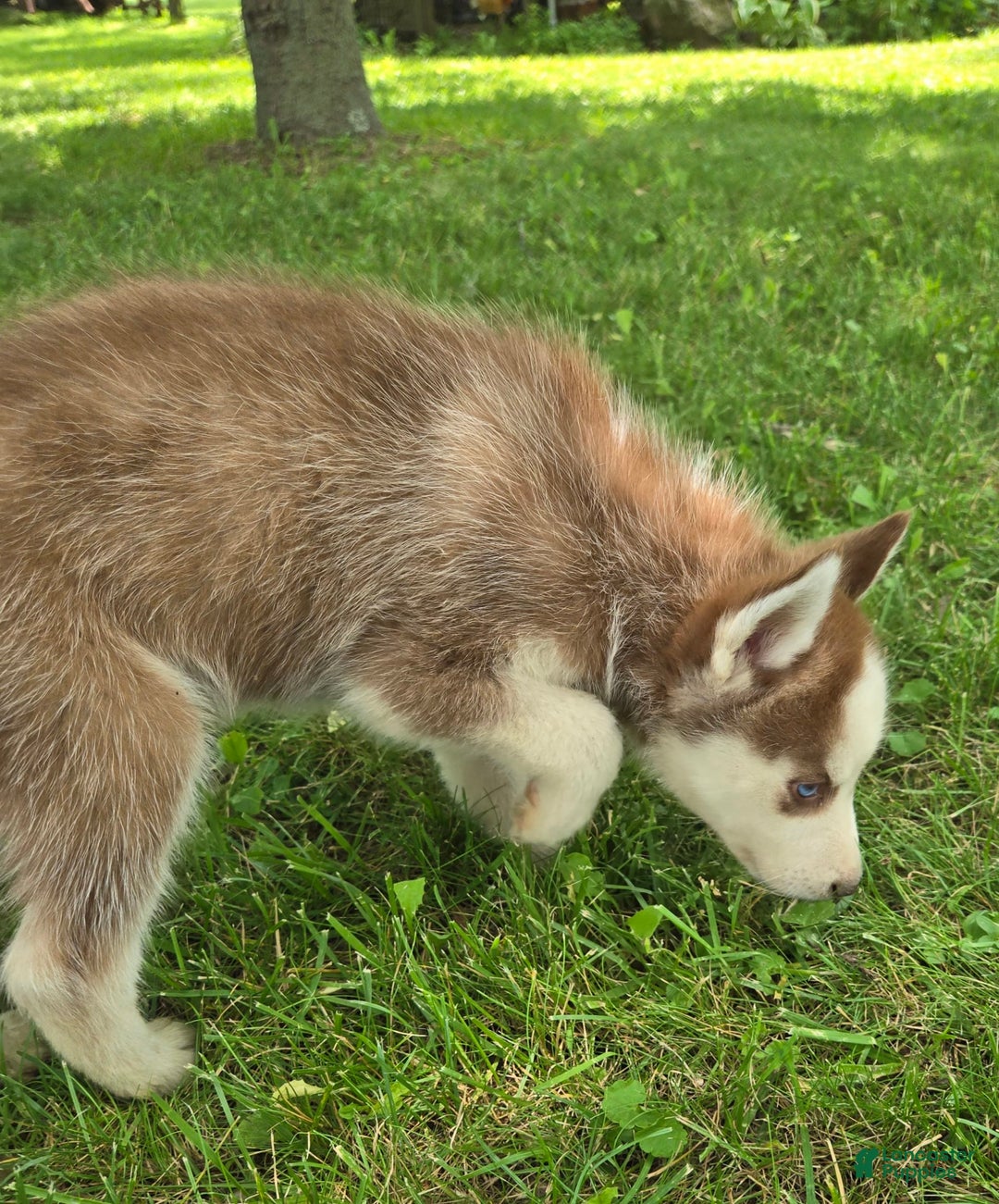 Siberian Husky dogs for sale: Concord - Image 5