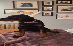 Doberman Pinscher dogs for sale: Daenerys Pink Collar Female - Image 2