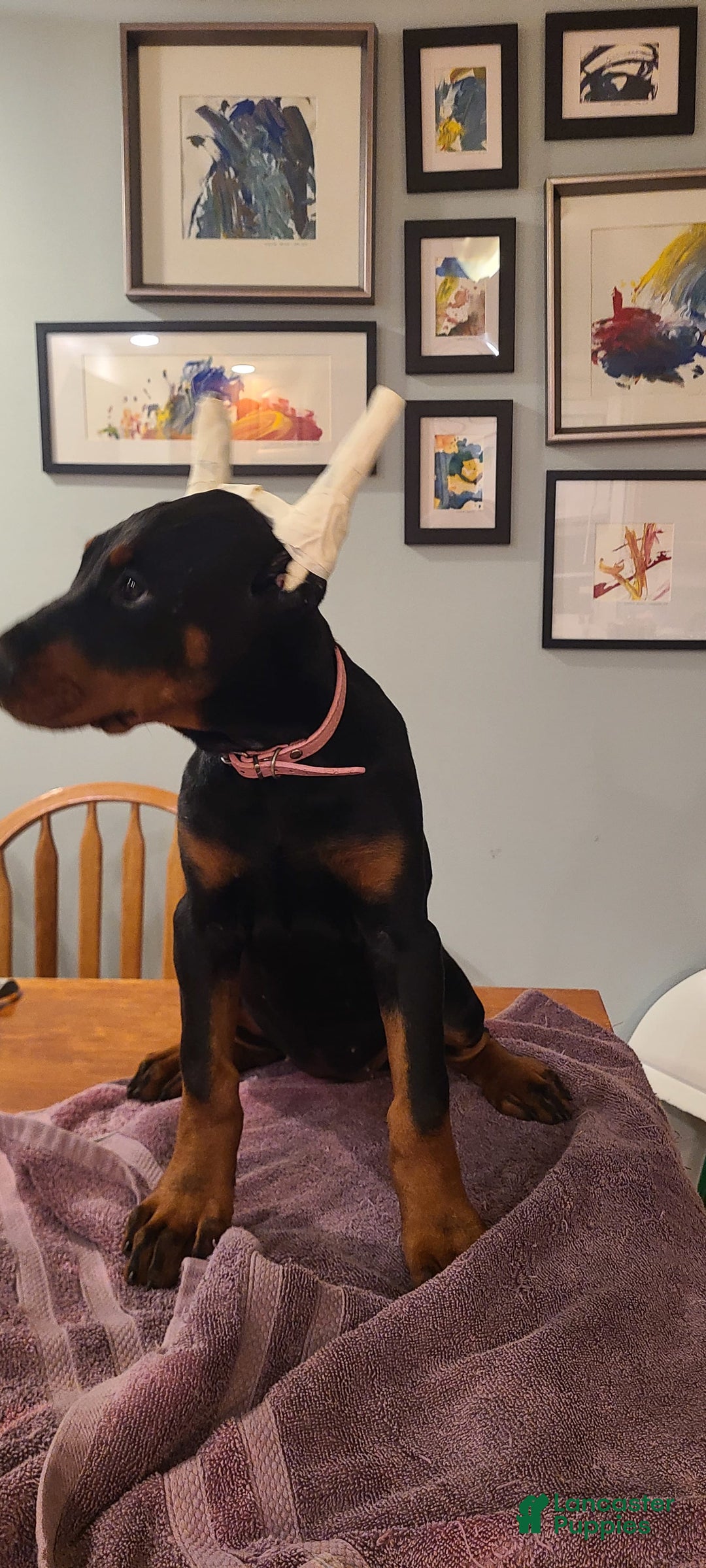 Doberman Pinscher dogs for sale: Daenerys Pink Collar Female - Image 2