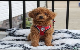 Bichpoo dogs for sale: Dixie - Image 16
