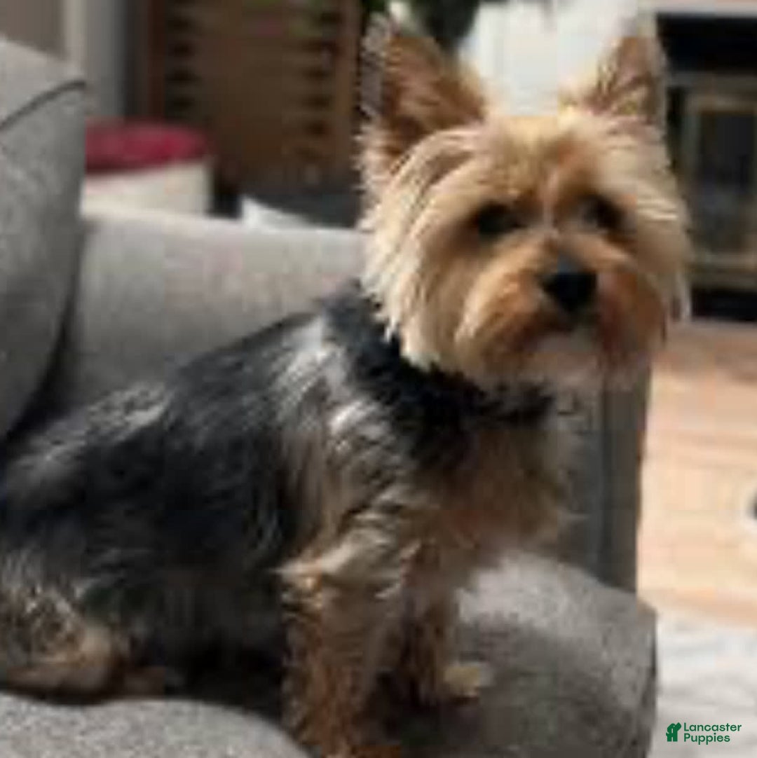 Morkie dogs for sale: Ness - Image 4