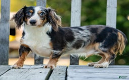 Dachshund dogs for sale: Charlie - Image 5
