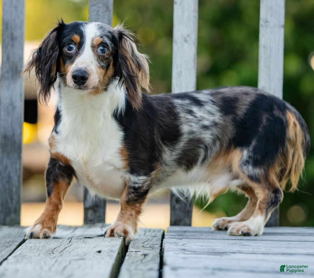 Dachshund dogs for sale: Charlie - Image 5