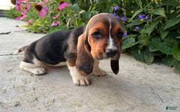 Basset Hound dogs for sale: Lily - Image 1