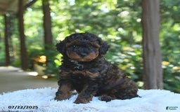 Miniature Poodle dogs for sale: Lucky - Image 1