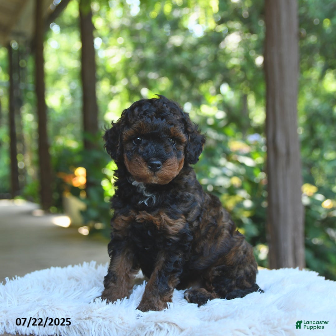 Miniature Poodle dogs for sale: Lucky - Image 1
