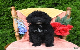 Miniature Poodle dogs for sale: Ophelia - Image 15