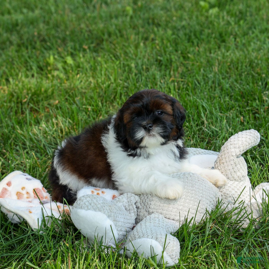 Shihpoo dogs for sale: King - Image 17