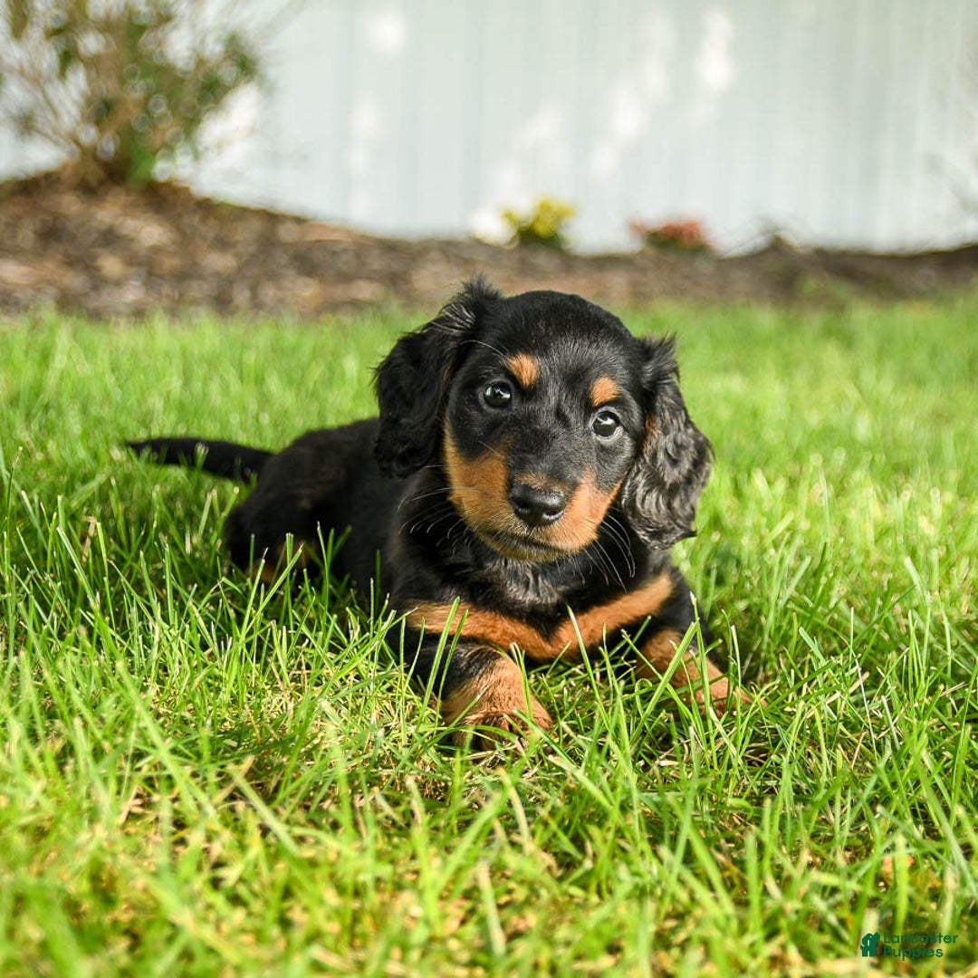 Miniature Dachshund dogs for sale: Coco - Image 1
