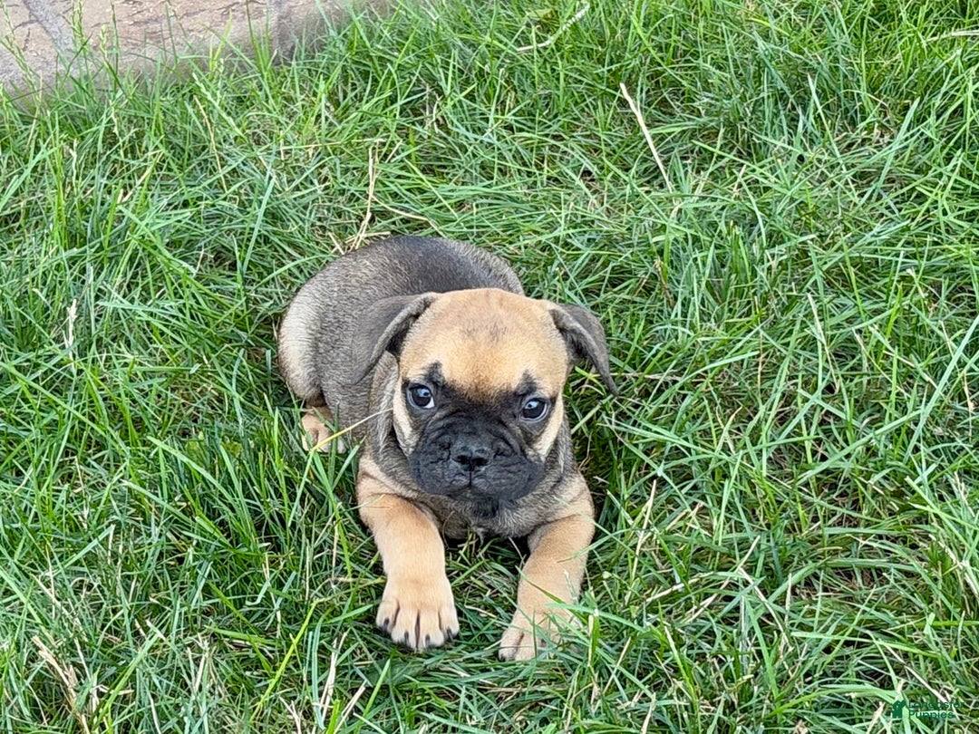 French Bulldog dogs for sale: Candice - Image 4