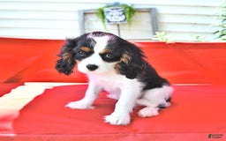Cavalier King Charles Spaniel dogs for sale: Lilly - Image 4