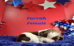 English Springer Spaniel dogs for sale: Farrah - Image 1
