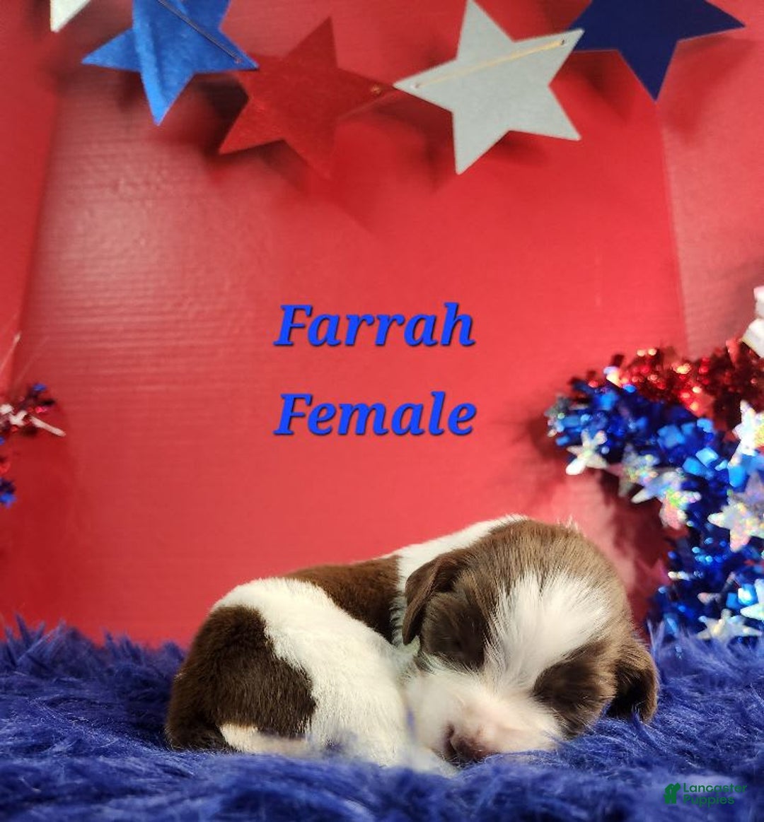 English Springer Spaniel dogs for sale: Farrah - Image 1