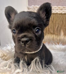 Solid Black French Bulldog