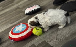 Shih Tzu dogs for sale: Prince - Image 5