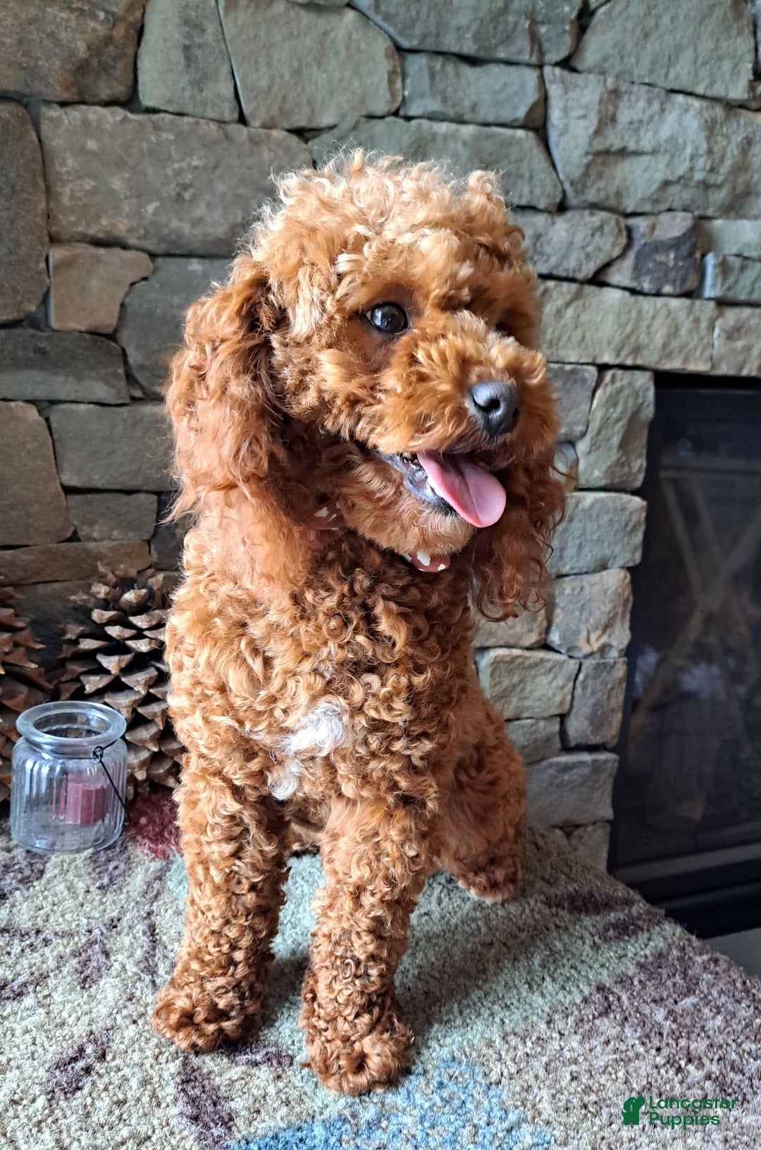 Miniature Poodle dogs for stud: Rusty Knight of Eagles Wings - Image 5