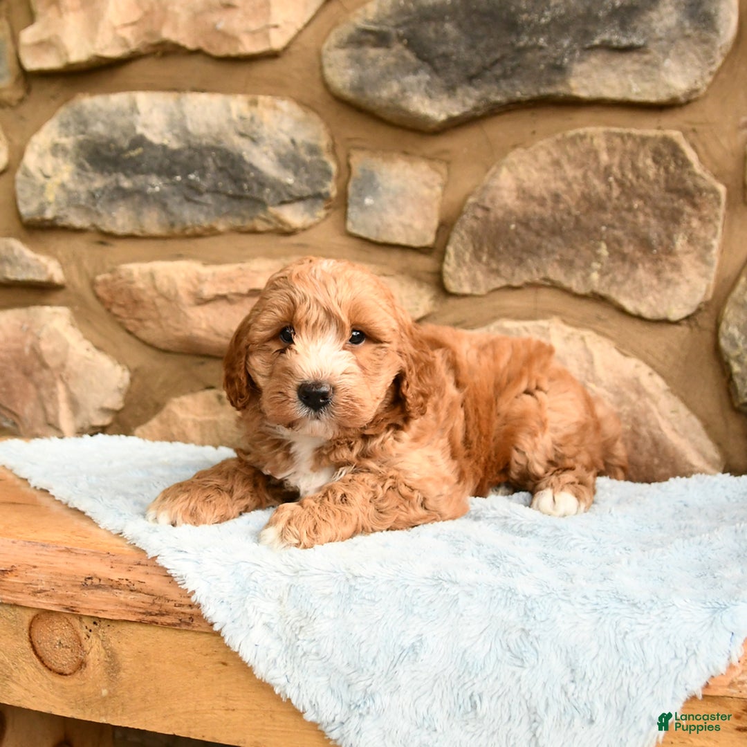 Labradoodle dogs for sale: Larry - Image 5
