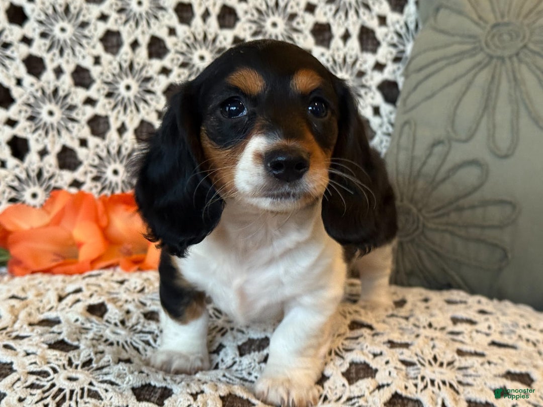 Miniature Dachshund dogs for sale: Ladybug - Image 2