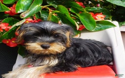 Yorkshire Terrier dogs for sale: Alyssa - Image 8