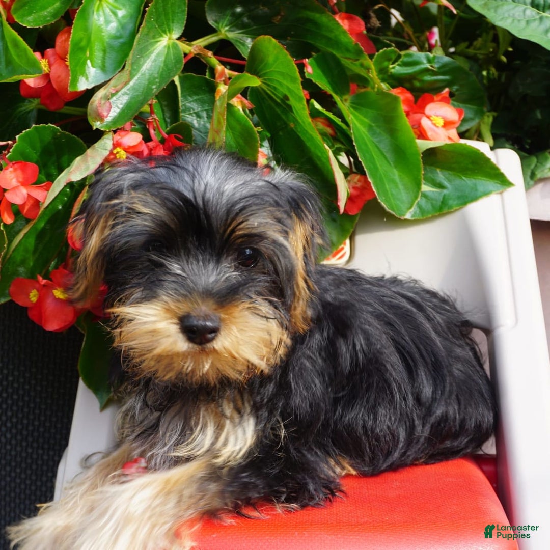 Yorkshire Terrier dogs for sale: Alyssa - Image 8