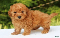 Miniature Poodle dogs for sale: Alivia - Image 4
