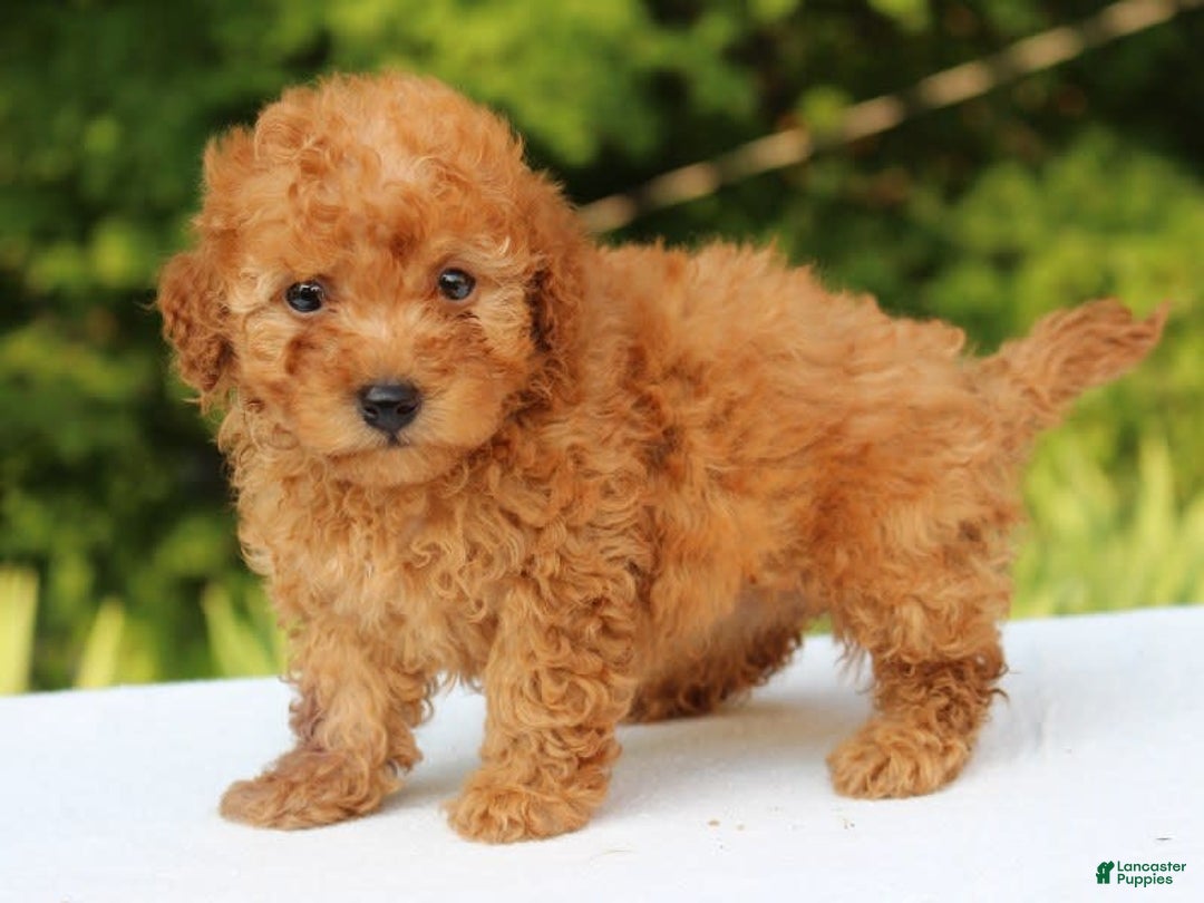 Miniature Poodle dogs for sale: Alivia - Image 4