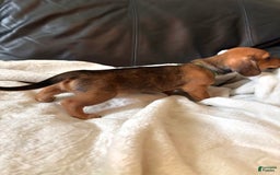 Miniature Dachshund dogs for sale: Green - Image 3