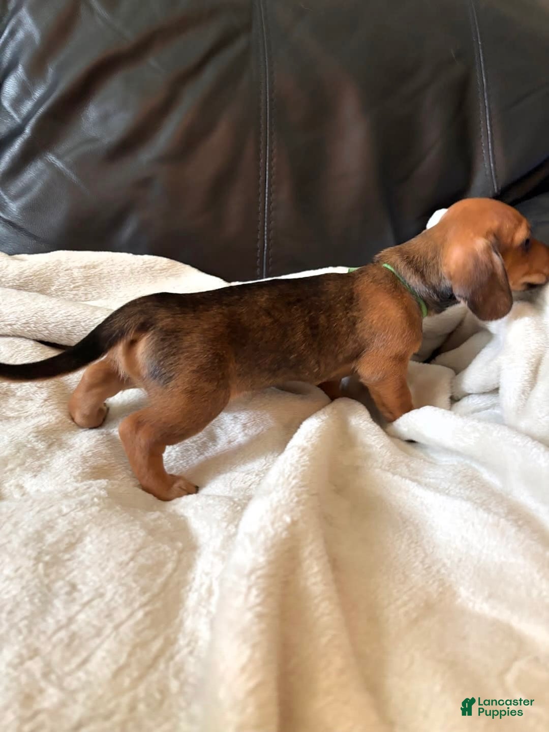Miniature Dachshund dogs for sale: Green - Image 3
