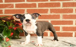 Boston Terrier dogs for sale: Archie - Image 3