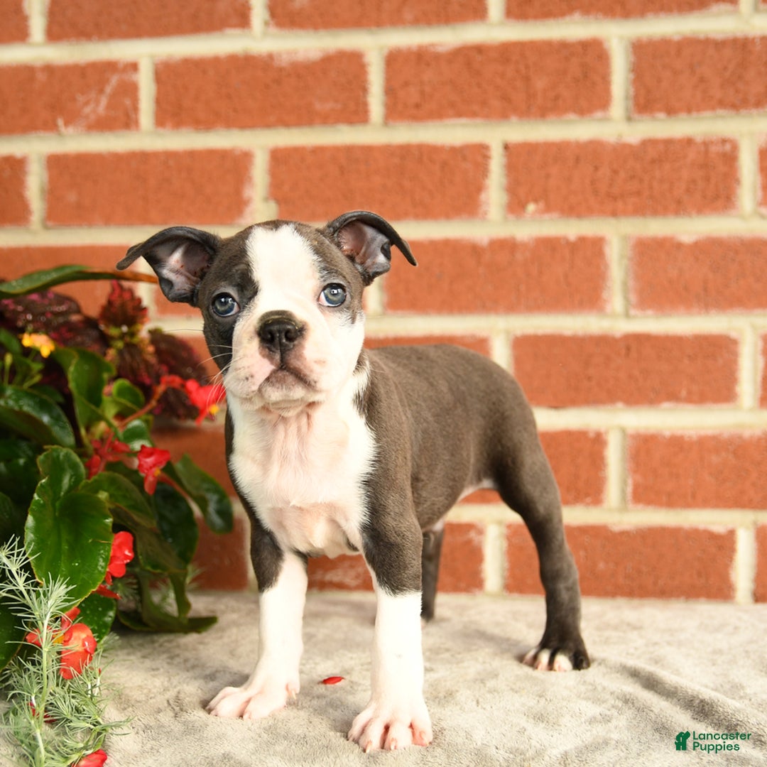Boston Terrier dogs for sale: Archie - Image 3