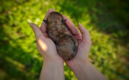 Morkie dogs for sale: Rare Gold Merle Beetle - Image 17