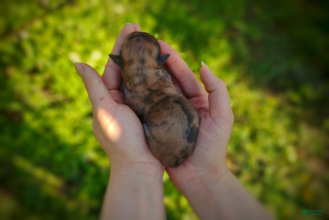 Morkie dogs for sale: Rare Gold Merle Beetle - Image 17