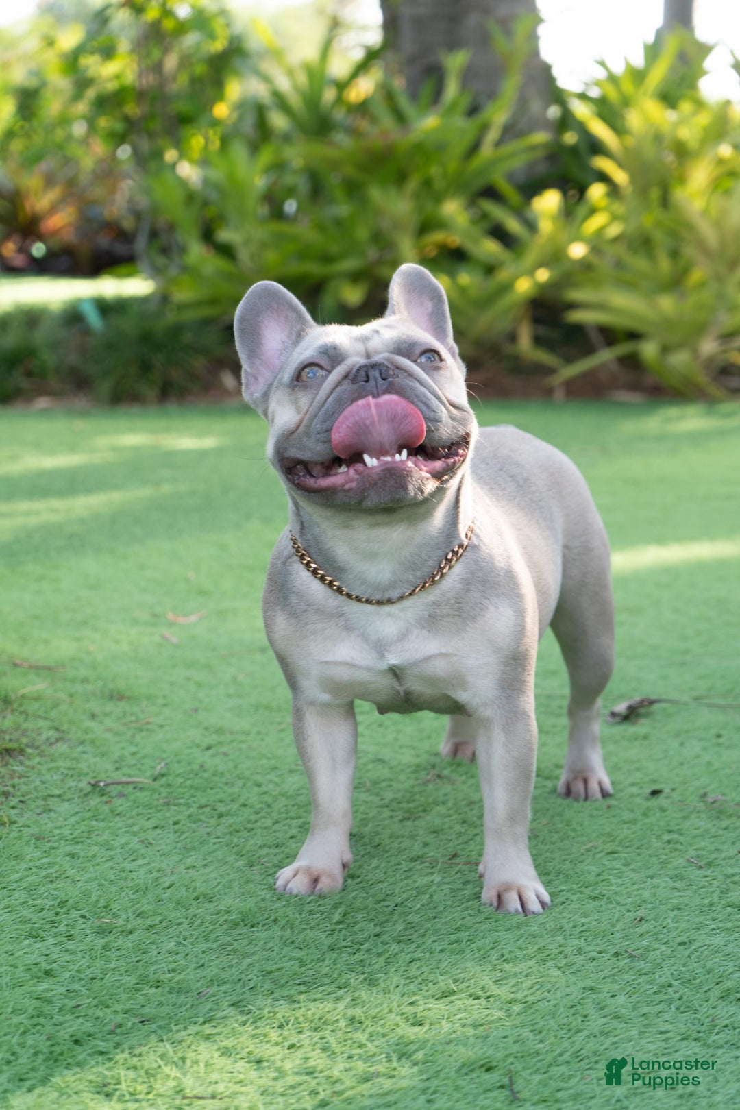 French Bulldog dogs for sale: Pearl - Image 2