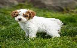 Toy Poodle dogs for sale: Pepper Lace - Image 2