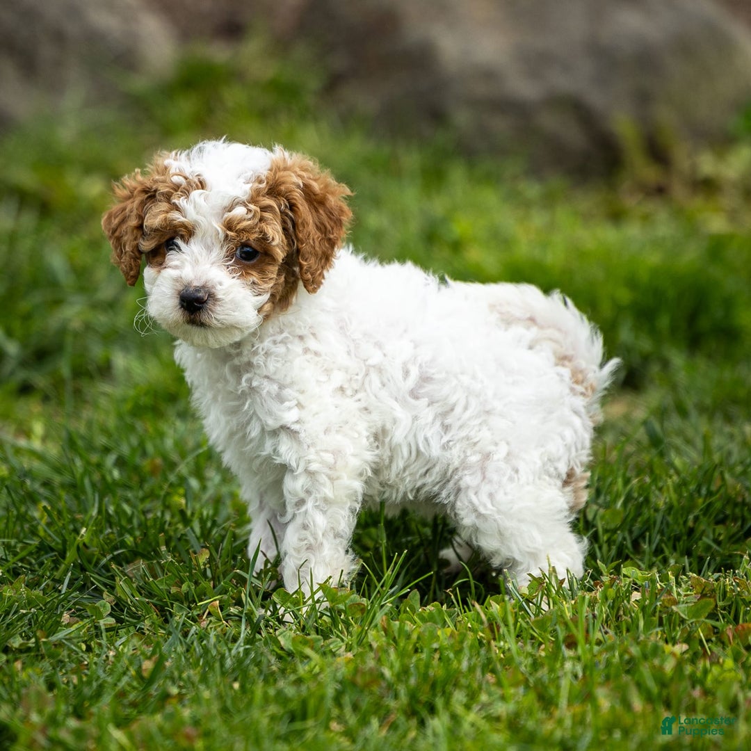 Toy Poodle dogs for sale: Pepper Lace - Image 2