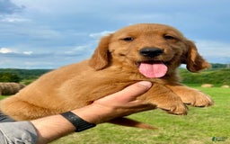 Golden Retriever dogs for sale: Clifford - Image 9