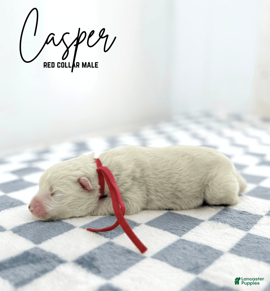 Samoyed dogs for sale: Casper - Image 1