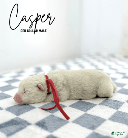 Samoyed dogs for sale - Ad 2