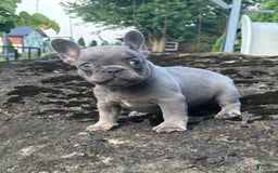 French Bulldog dogs for sale: Geoergia - Image 4