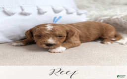 Mini Goldendoodle dogs for sale: Reef - Image 7